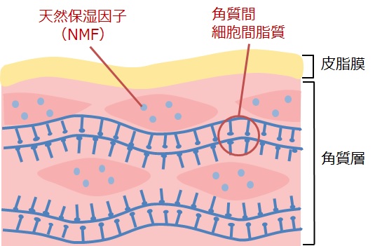 NMF（天然保湿因子）の図