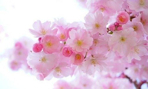 満開の桜_6