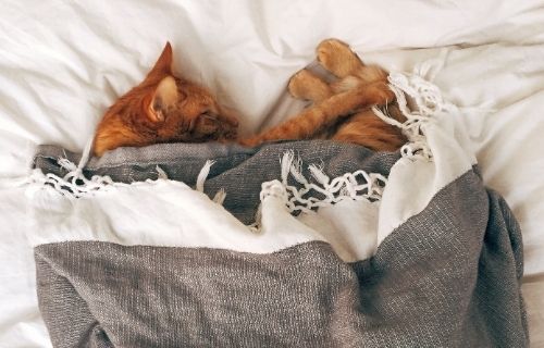 ベッドで寝ている猫_6