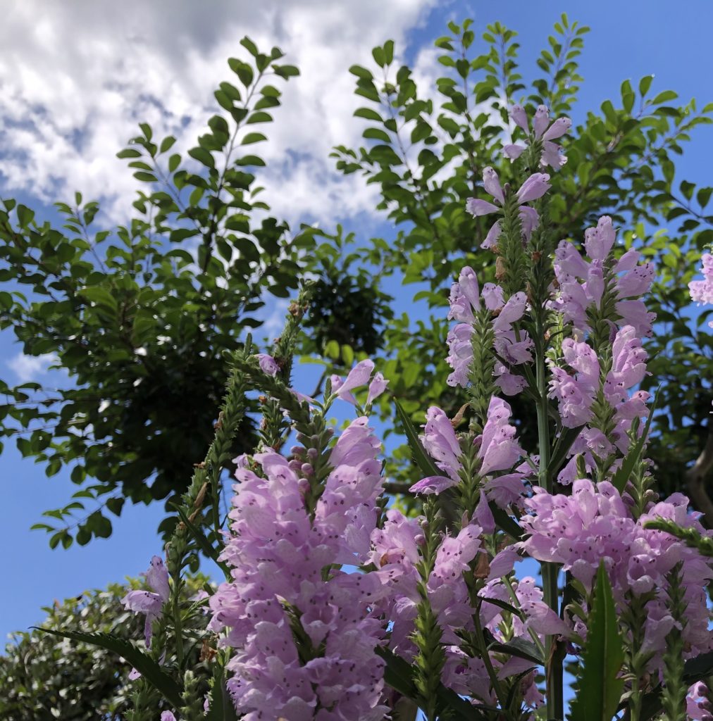 夏の青空と花木の写真