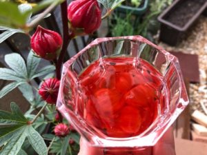 真っ赤なローゼルの花