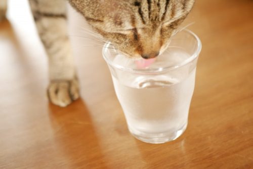 猫と水