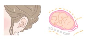 耳の形と胎児の形を比べた画像