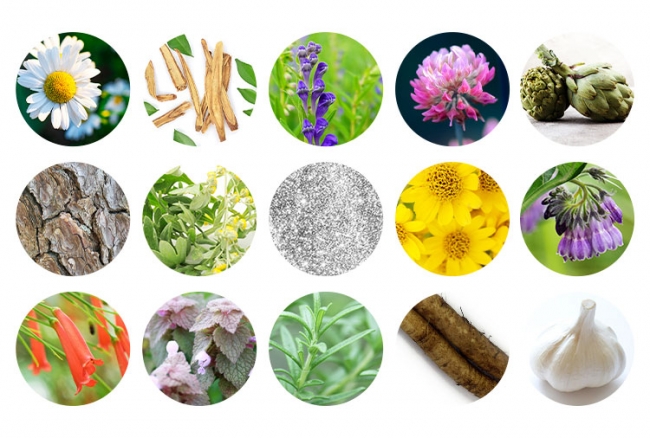 様々な植物エキスの画像
