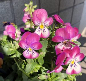紫色のすみれの花の写真