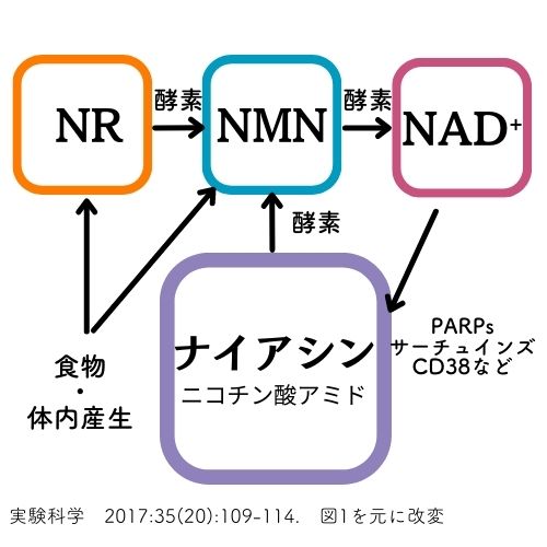 NMNやナイアシナミドの関係図