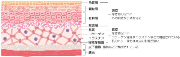 真皮層を含む細胞構造の図