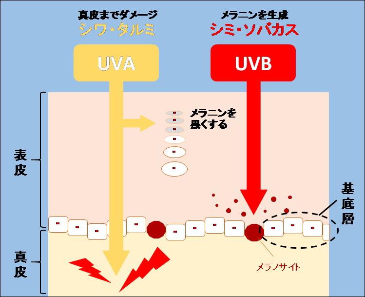UVAとUVBの肌への浸透レベルと肌ダメージの違いの図