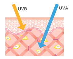 UVAとUVBが表皮のどこまで届くかを表した図