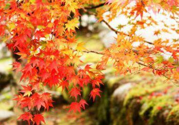 秋のイメージ「紅葉」