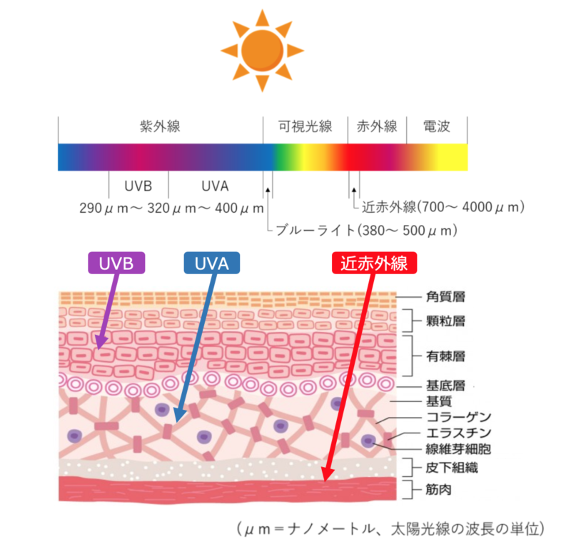 紫外線と近赤外線の肌への浸透度の図
