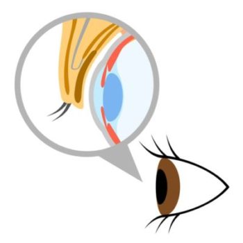 瞼の構造