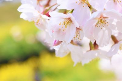 春、4月を象徴する桜の花
