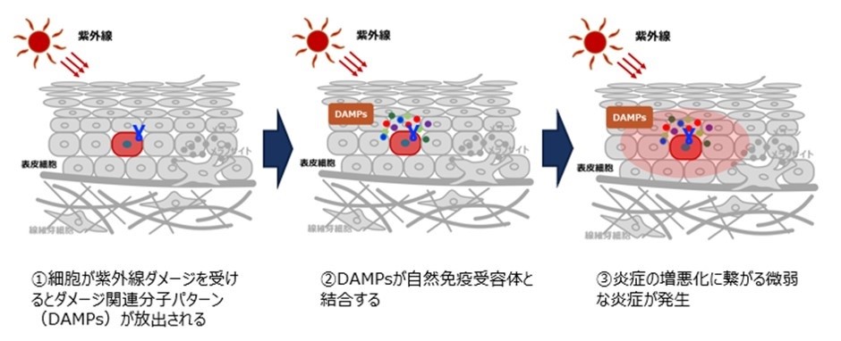 紫外線ダメージを受けた細胞によるDAMPsの分泌と炎症の発生メカニズム