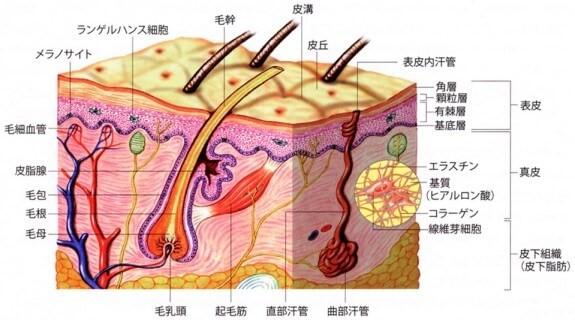 皮膚の構造と毛穴との関係性を表した図