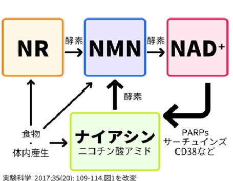 ナイアシン→NMN→NADへの変換モデル