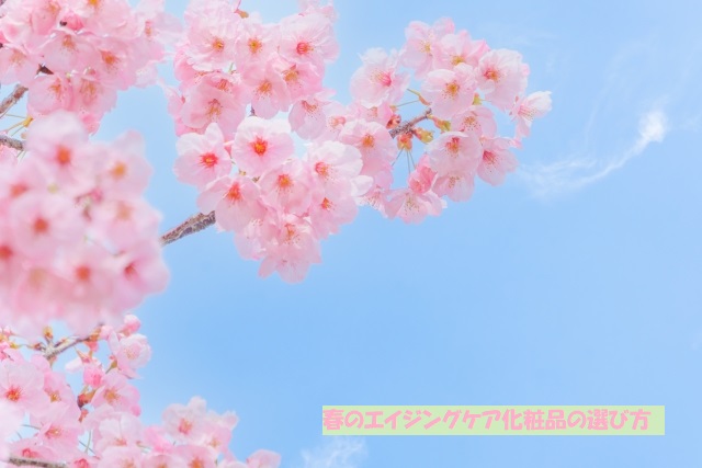 春の季節を感じる桜