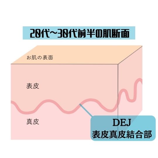 健やかな肌の基底膜（DEJ）の構造