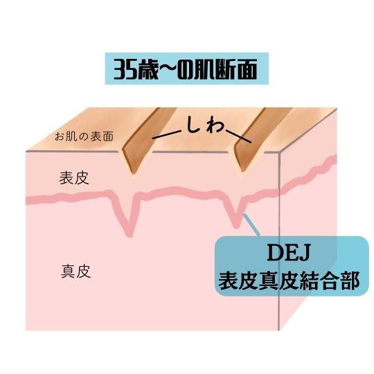 加齢によって変化した基底膜（DEJ）の構造