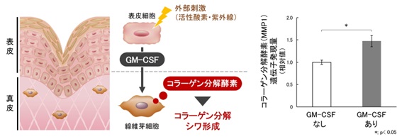 GM-CSFによるコラーゲンの分解